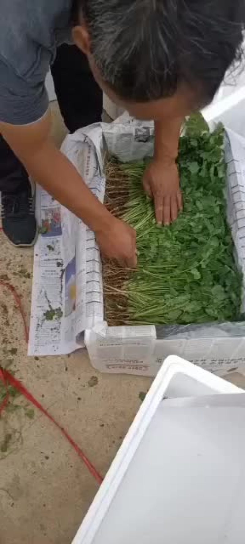 叶菜类韭菜，香菜大量上市