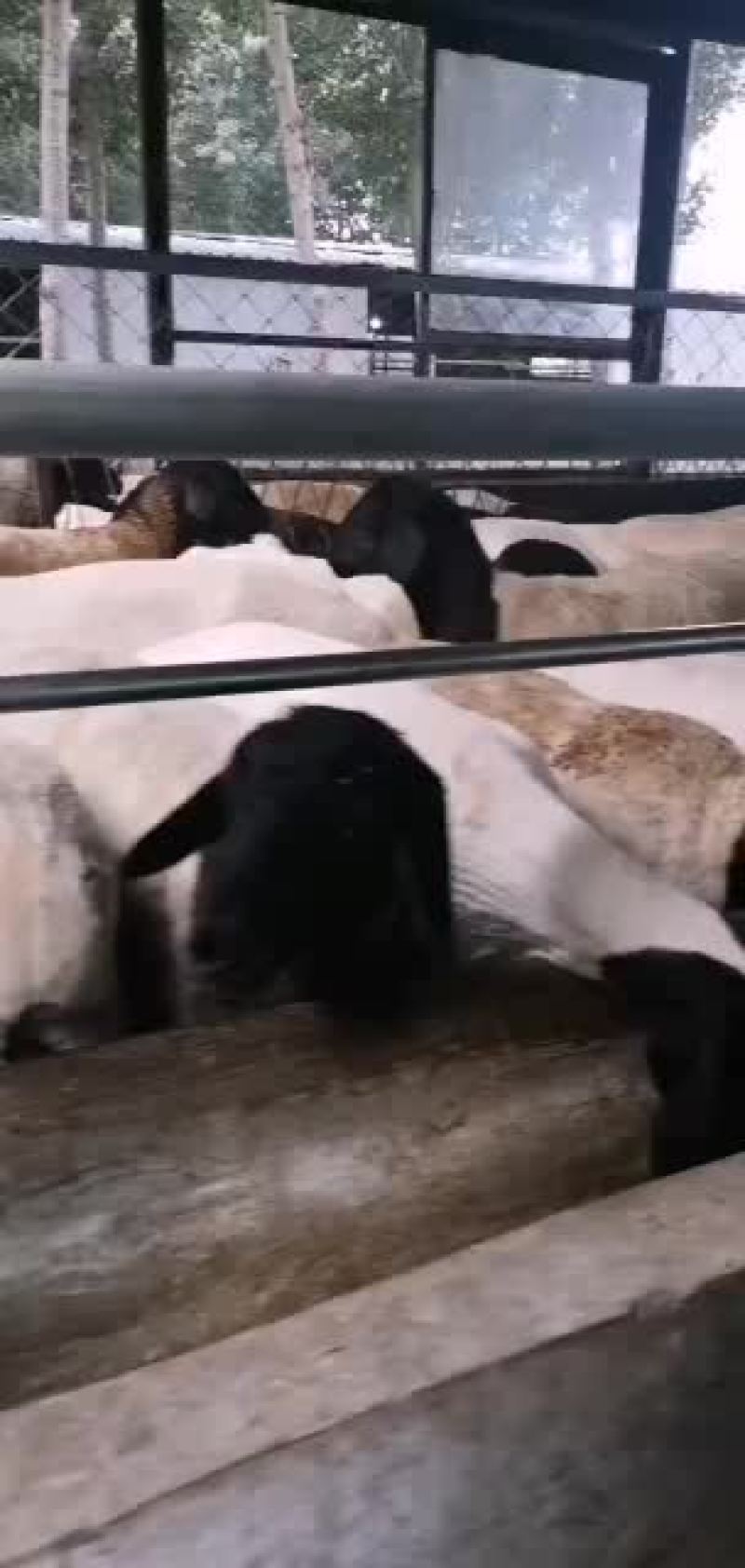 黑头杜波绵羊出售中要的联系