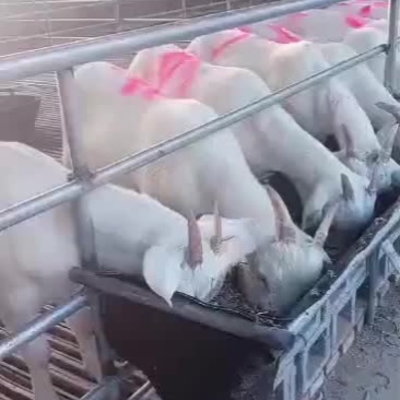 美国白山羊出售中要的联系