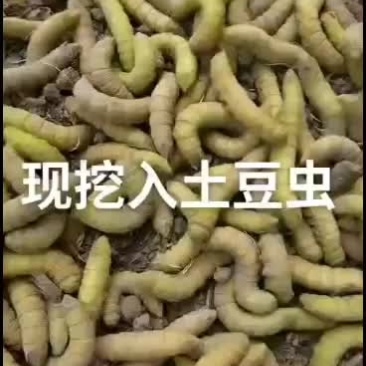 豆丹入土豆虫入蛰豆虫