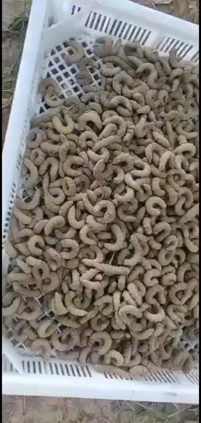 豆丹入土豆虫入蛰豆虫