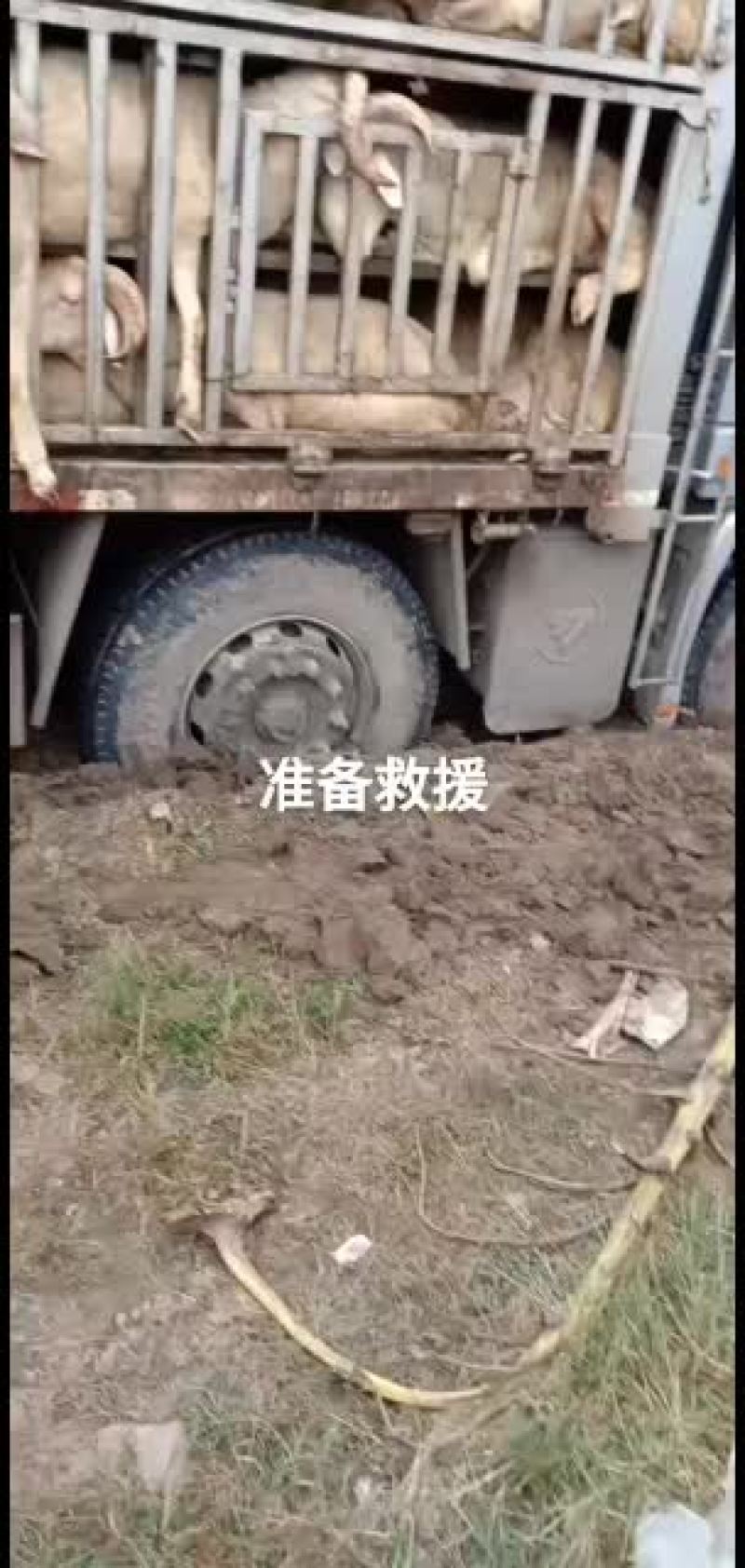 大量出售育肥羊，公母都有