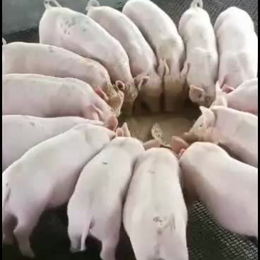 长期供应15-100斤的土白，三杂，长白猪仔