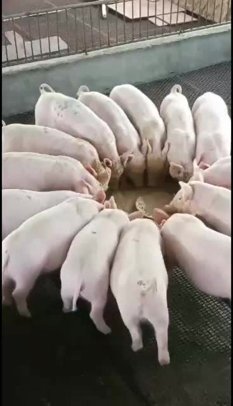 长期供应15-100斤的土白，三杂，长白猪仔
