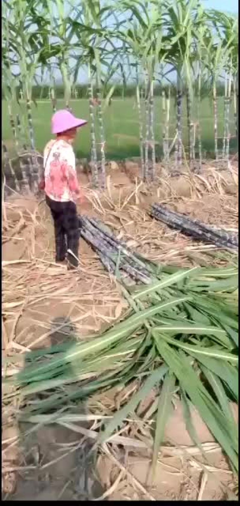 景茹种植农民专业合作社、黑皮甘蔗种植基地、正在上市中