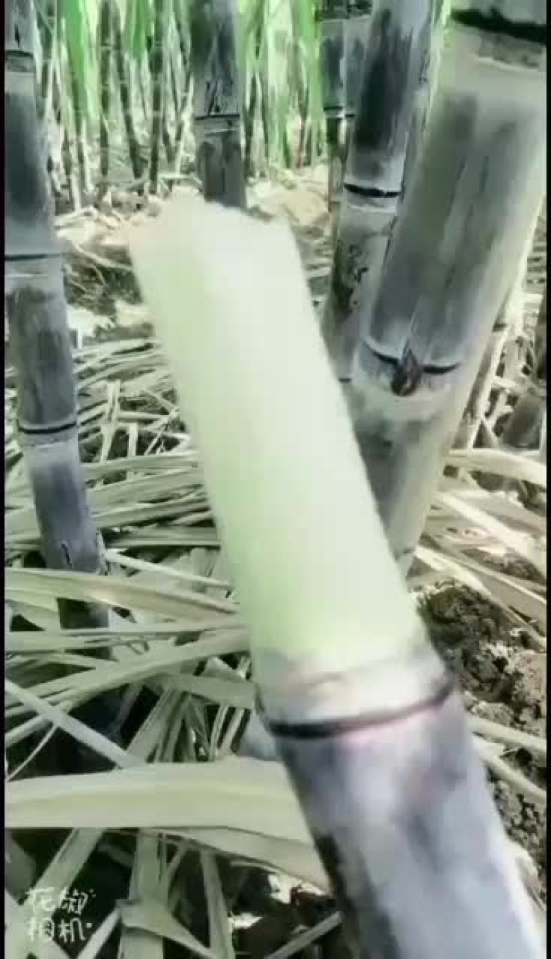 景茹种植农民专业合作社、黑皮甘蔗种植基地、正在上市中