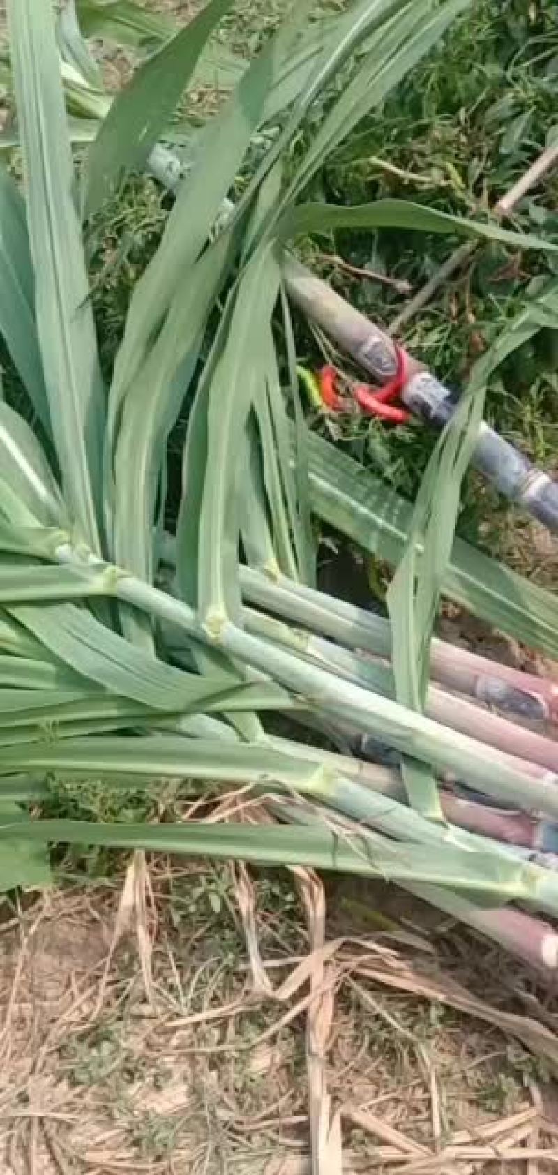 景茹种植农民专业合作社、黑皮甘蔗种植基地、正在上市中