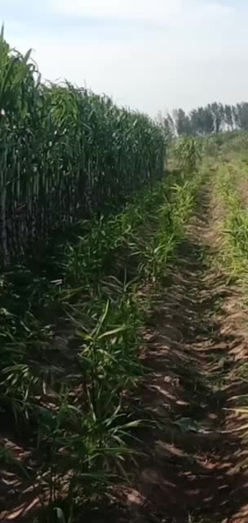 景茹种植农民专业合作社、黑皮甘蔗种植基地、正在上市中