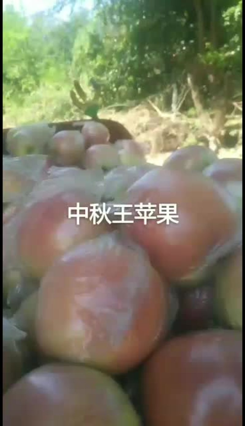 中秋王苹果大型果个大色好口感好