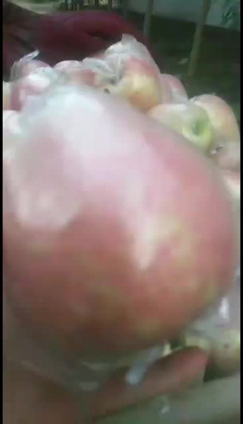 中秋王苹果大型果个大色好口感好