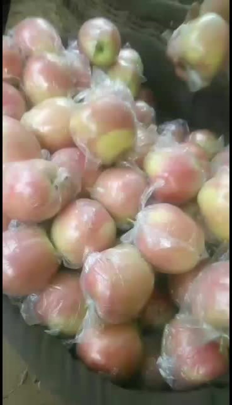 中秋王苹果大型果个大色好口感好