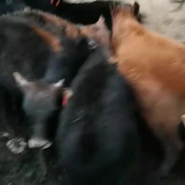 精品偏公牛偏母牛，要的老板联系