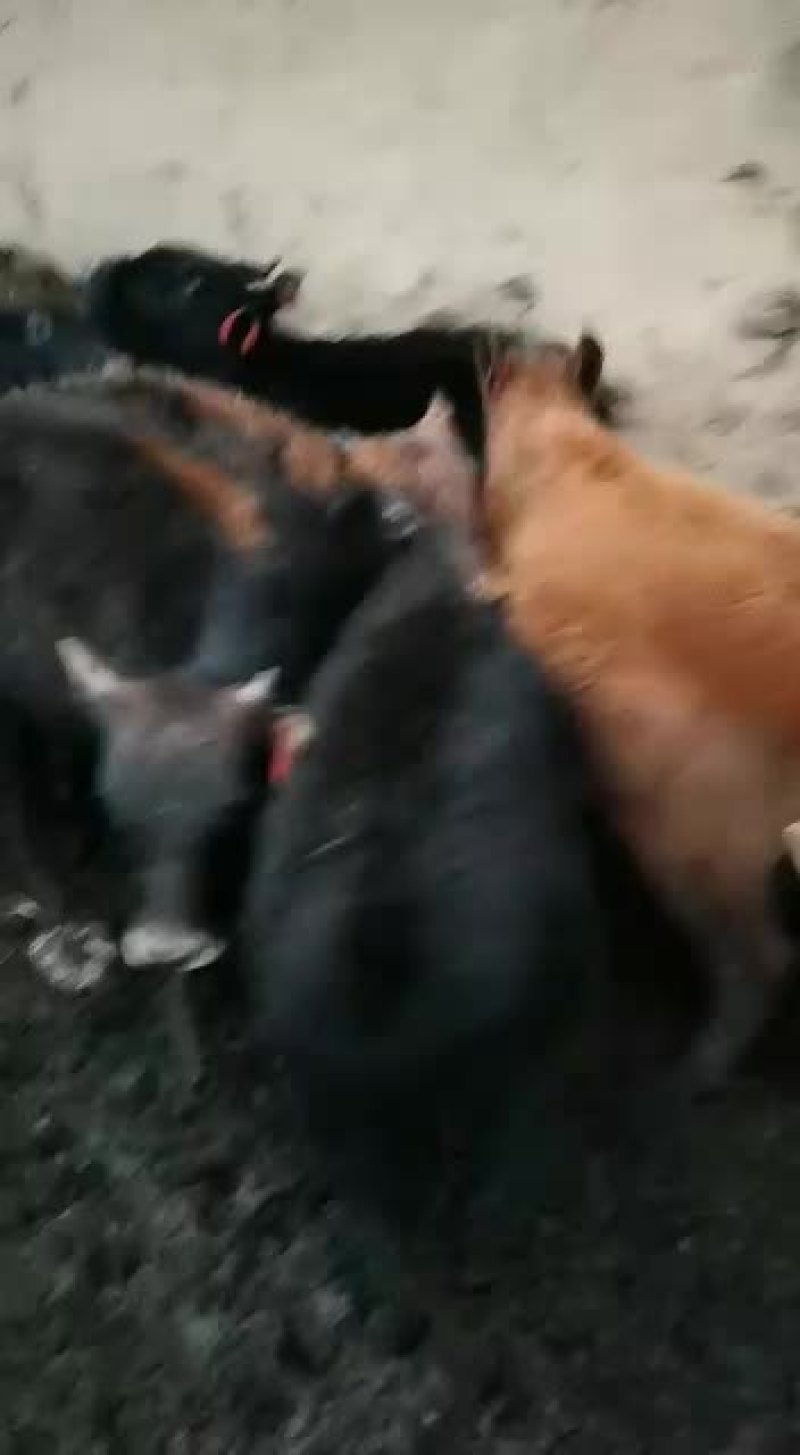 精品偏公牛偏母牛，要的老板联系
