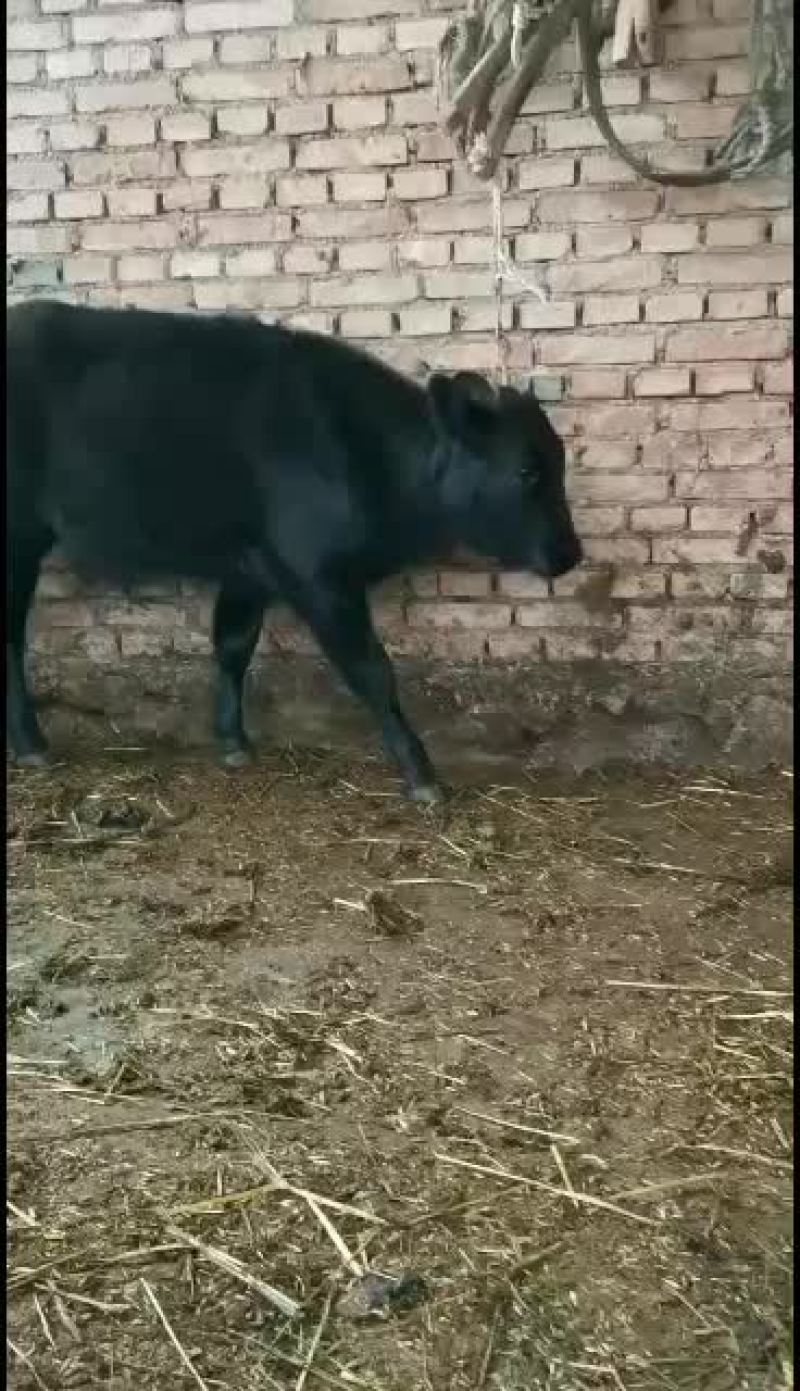 精品偏公牛偏母牛，要的老板联系