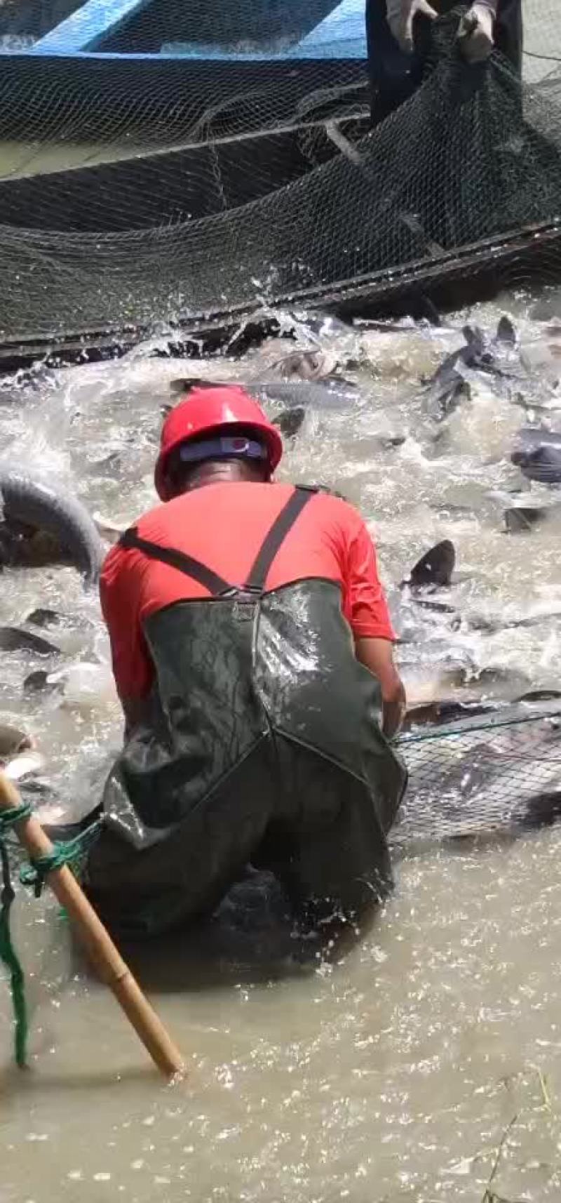 青鱼。大青鱼。螺丝青。青头鱼。