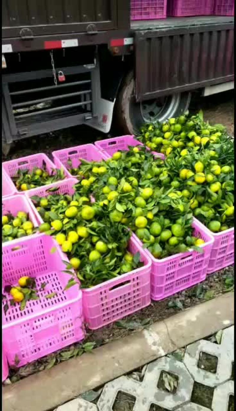 特早蜜橘持续大量订货中产地代发代办