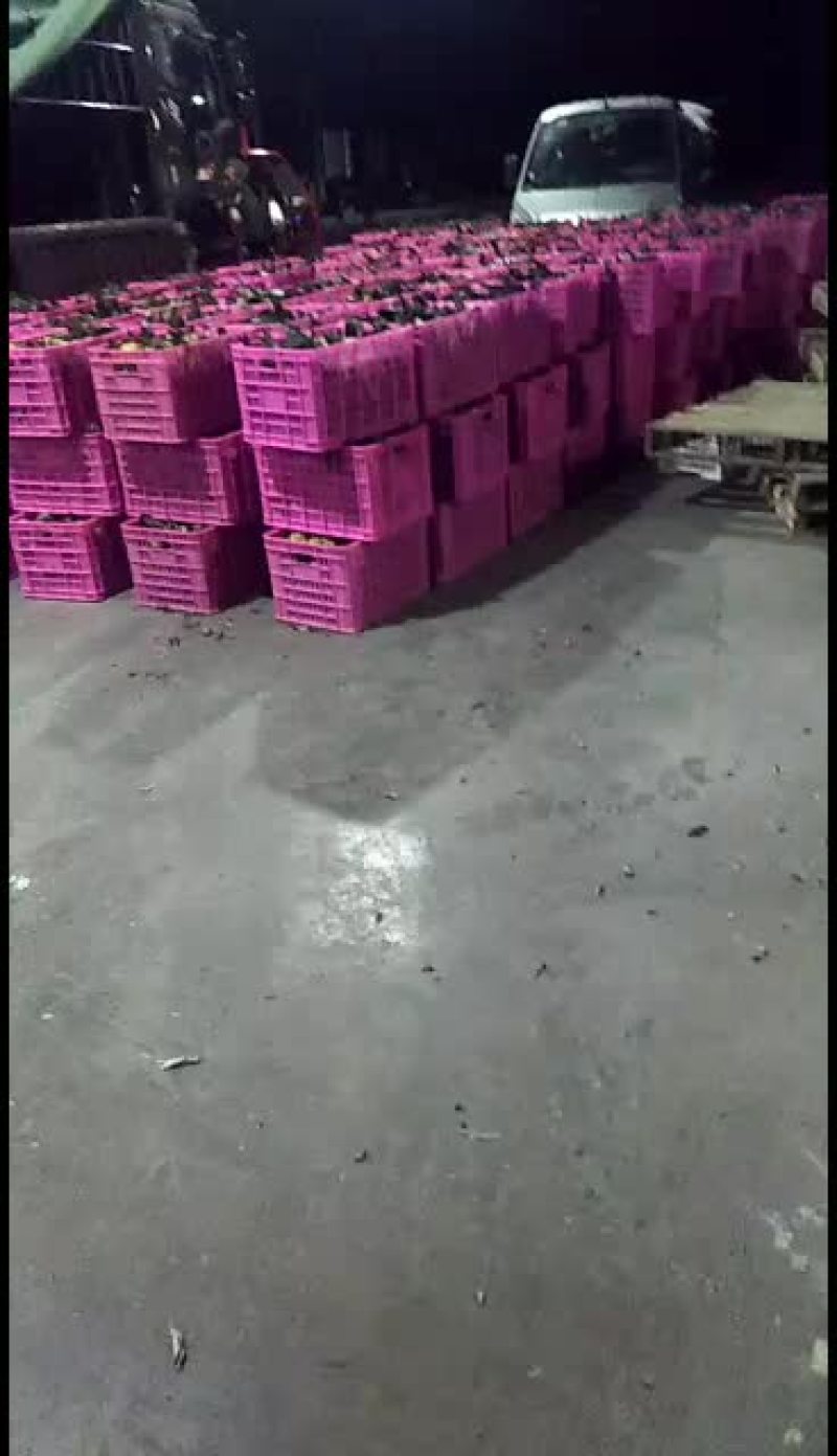 特早蜜橘持续大量订货中产地代发代办