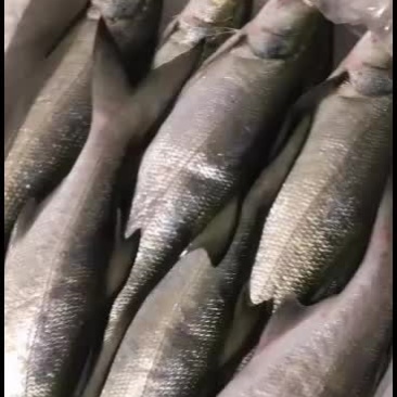 海鲜马友海鲜批发长期合作