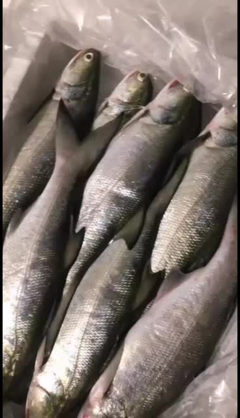 海鲜马友海鲜批发长期合作