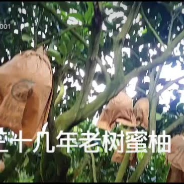 三十几年老树蜜柚中秋送蜜友