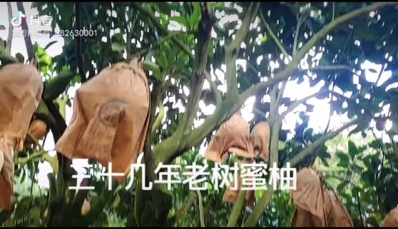 三十几年老树蜜柚中秋送蜜友