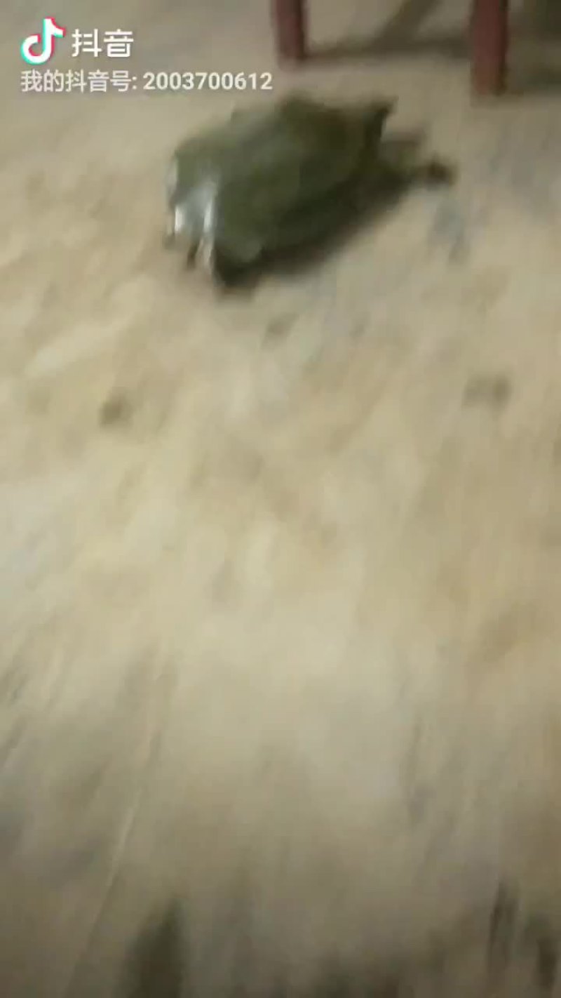 六年外塘老甲鱼，质量保证，