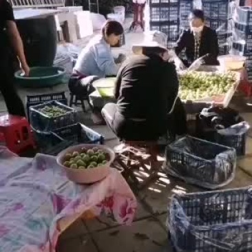陆地冬枣上市大量有货口感脆甜