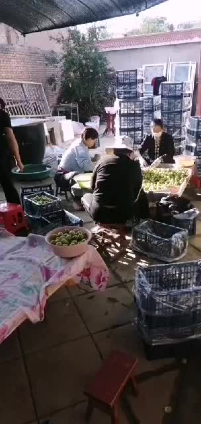 陆地冬枣上市大量有货口感脆甜
