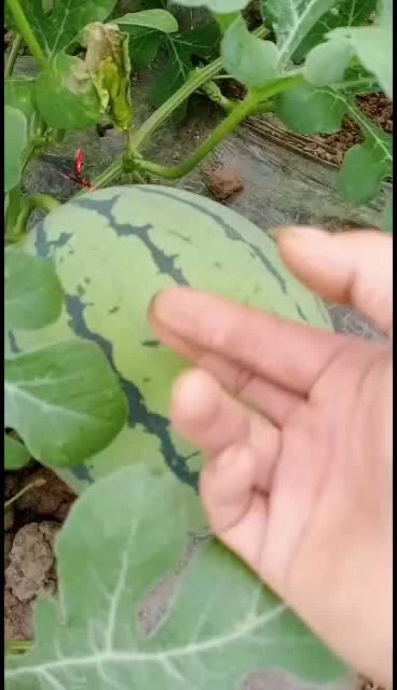 8424西瓜5斤打底9成熟1茬