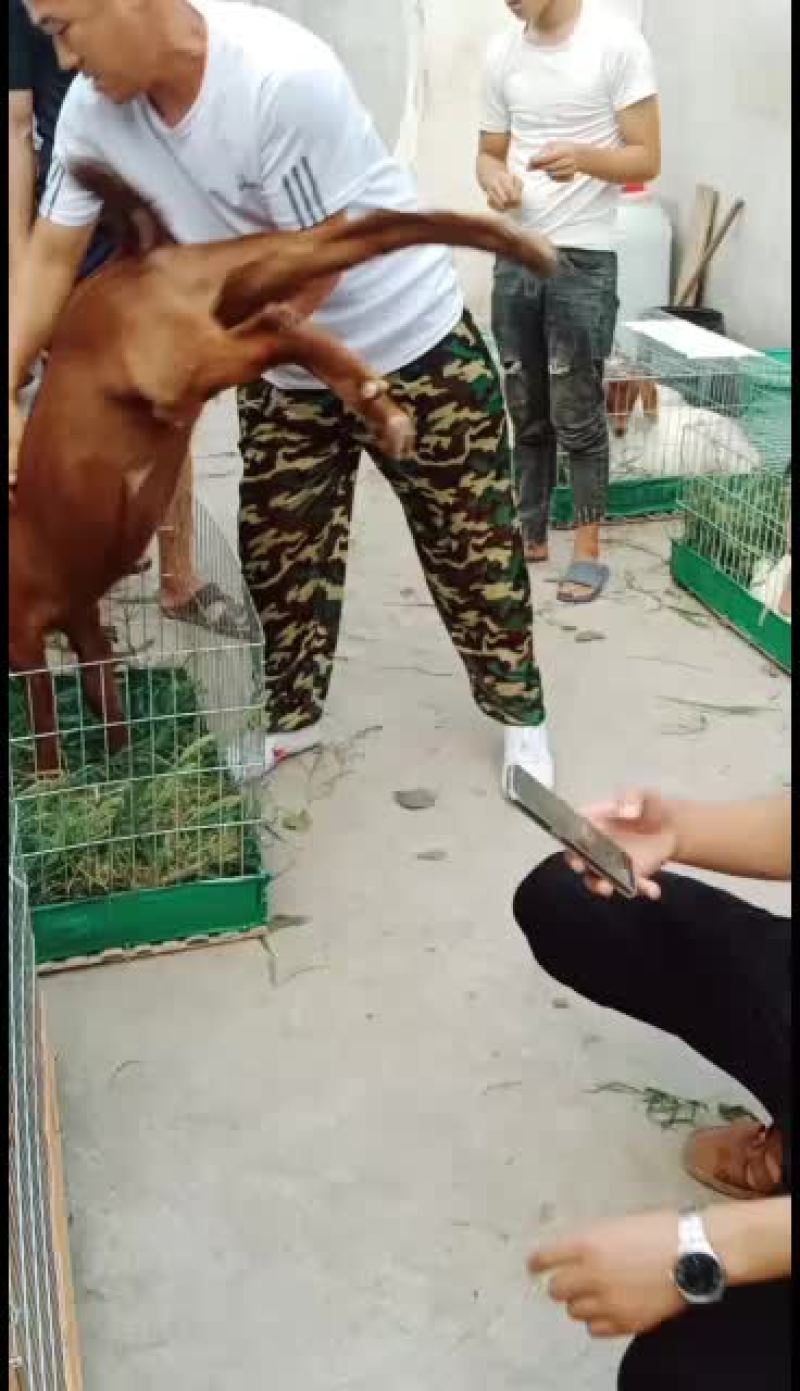 波尔山羊，黑头杜波羊，青山羊