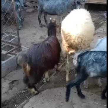 波尔山羊，黑头杜波羊，青山羊