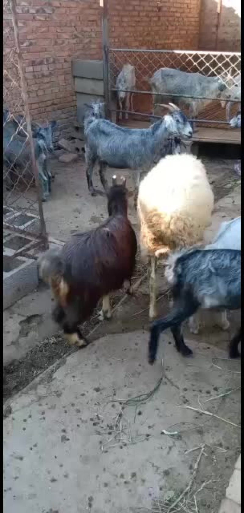 波尔山羊，黑头杜波羊，青山羊