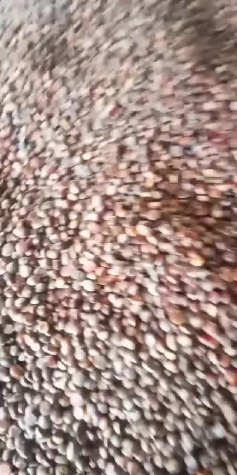 油栗大量有货可以发班车发整车发保鲜车