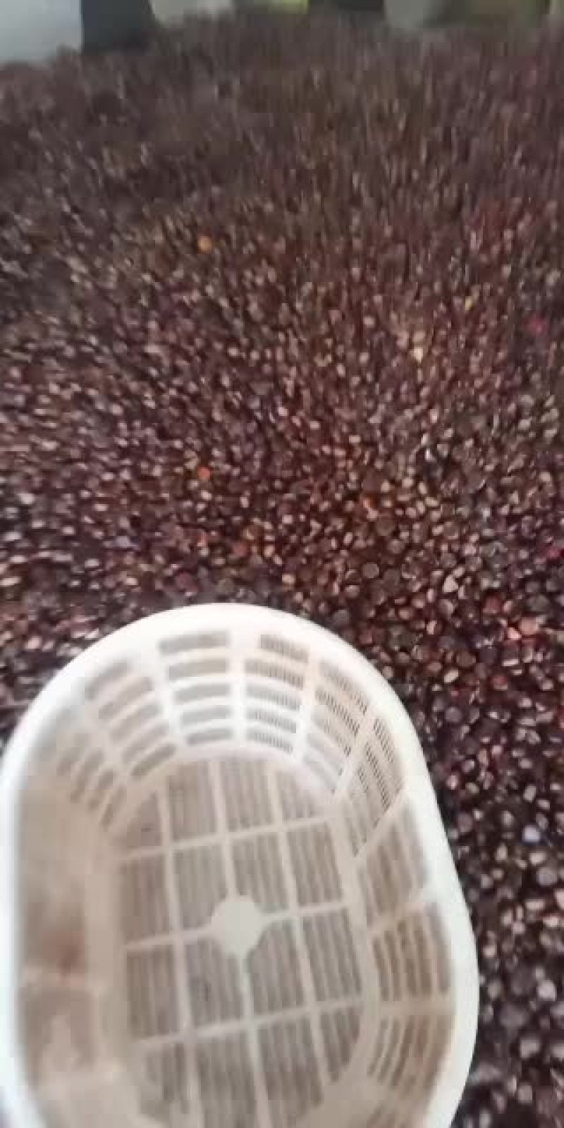 油栗大量有货可以发班车发整车发保鲜车