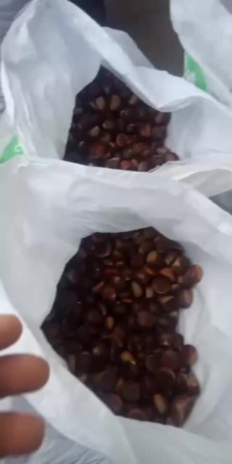 油栗大量有货可以发班车发整车发保鲜车