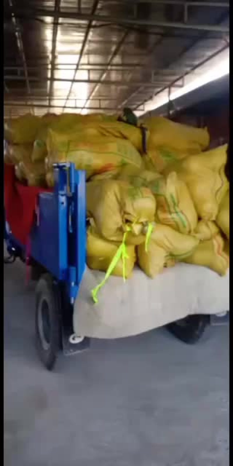 红心柚，福建与平和交界处