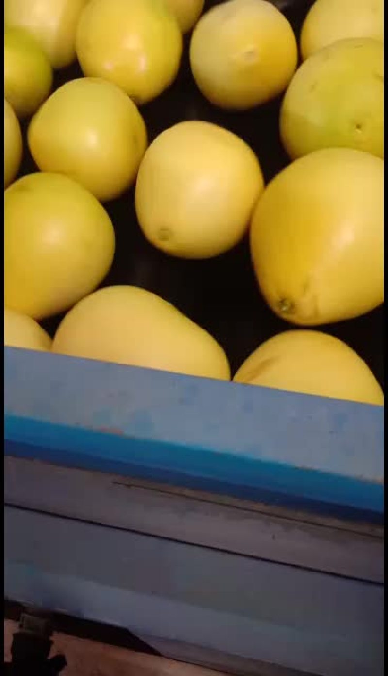 红心柚，福建与平和交界处