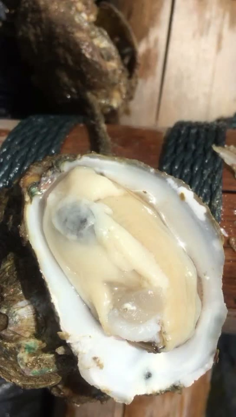 钦州三墩生蚝欢迎致电咨询