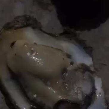 钦州三墩生蚝欢迎致电咨询