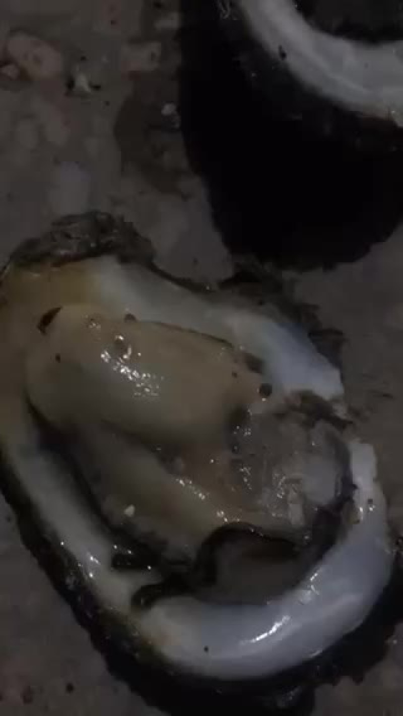 钦州三墩生蚝欢迎致电咨询