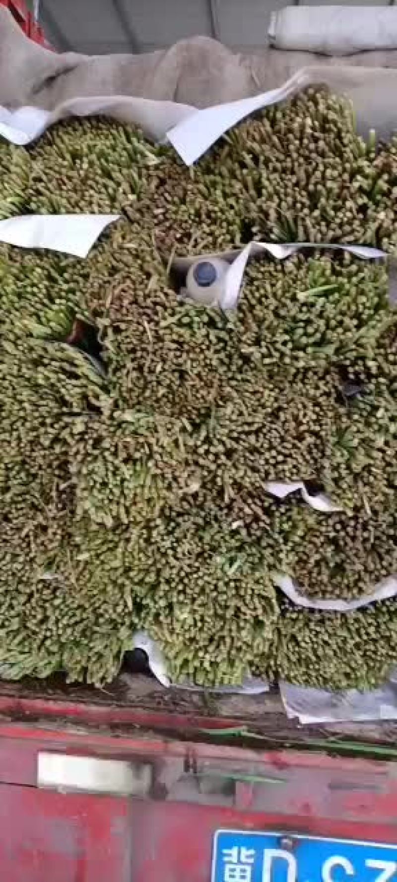 韭菜，精品二刀韭菜继续大量走货，有需要的联