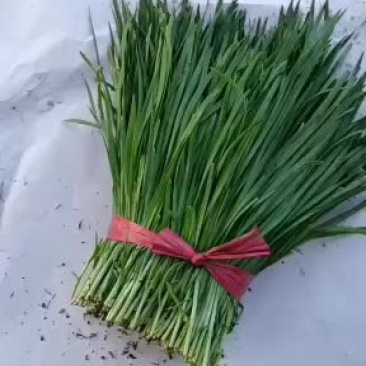 韭菜，精品二刀韭菜继续大量走货，有需要的联