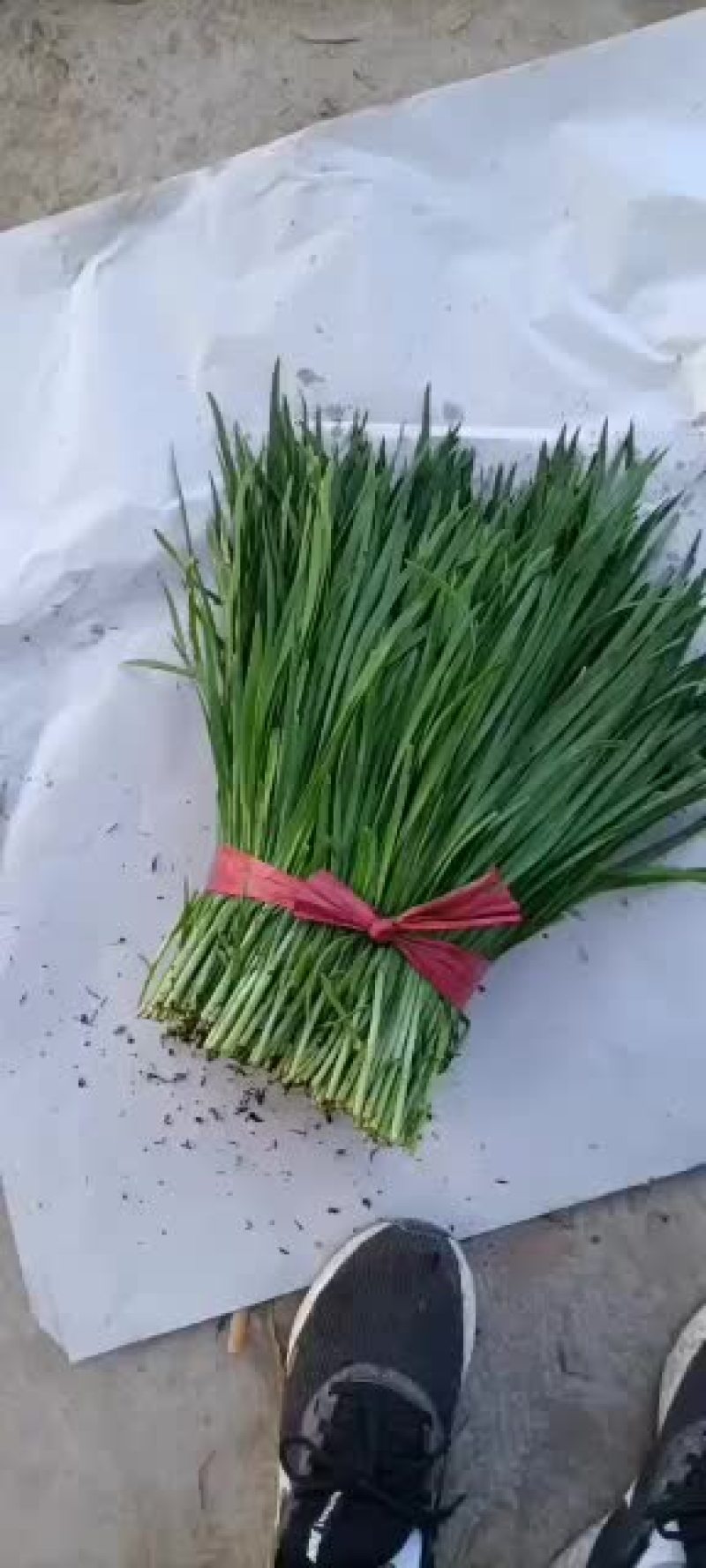 韭菜，精品二刀韭菜继续大量走货，有需要的联