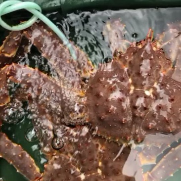 帝皇蟹，活力十足，内质很好