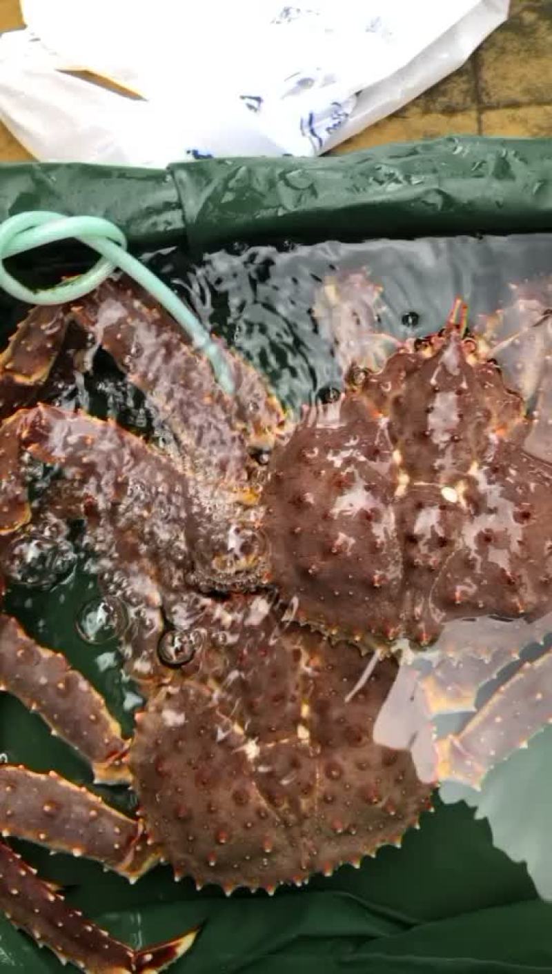 帝皇蟹，活力十足，内质很好