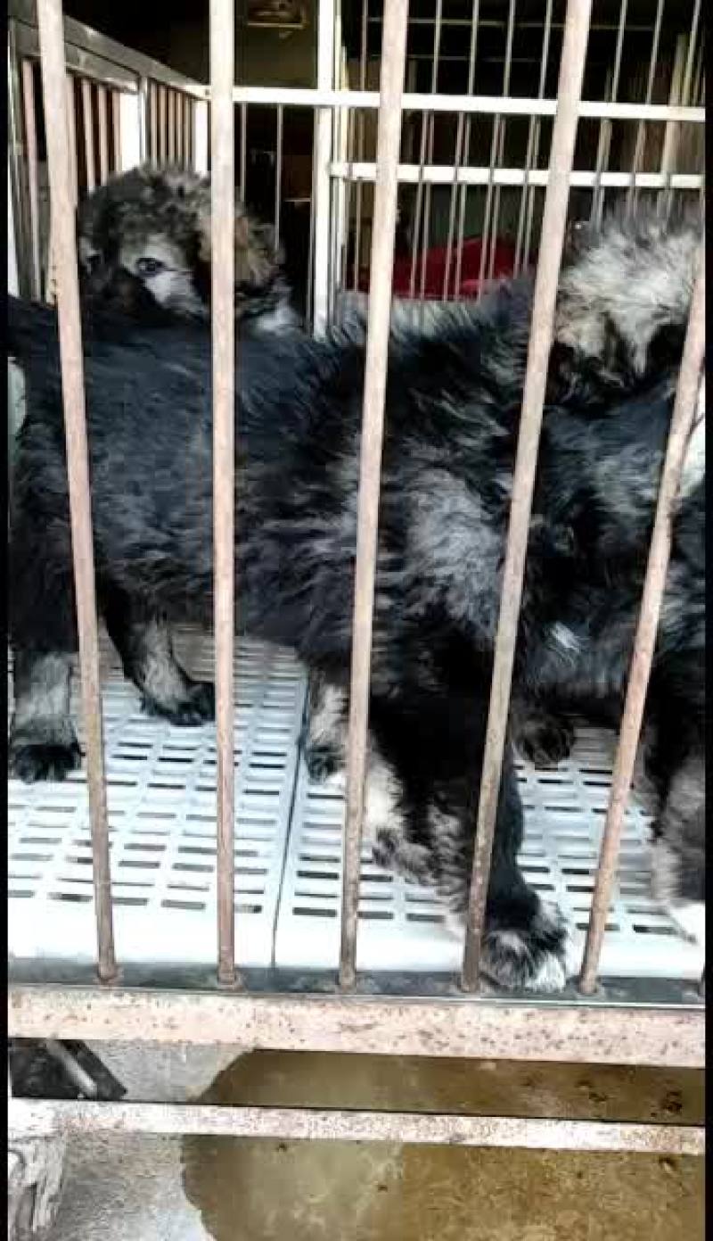 高加索护卫犬活体幼犬大型疫苗齐全高加索幼犬健康包邮