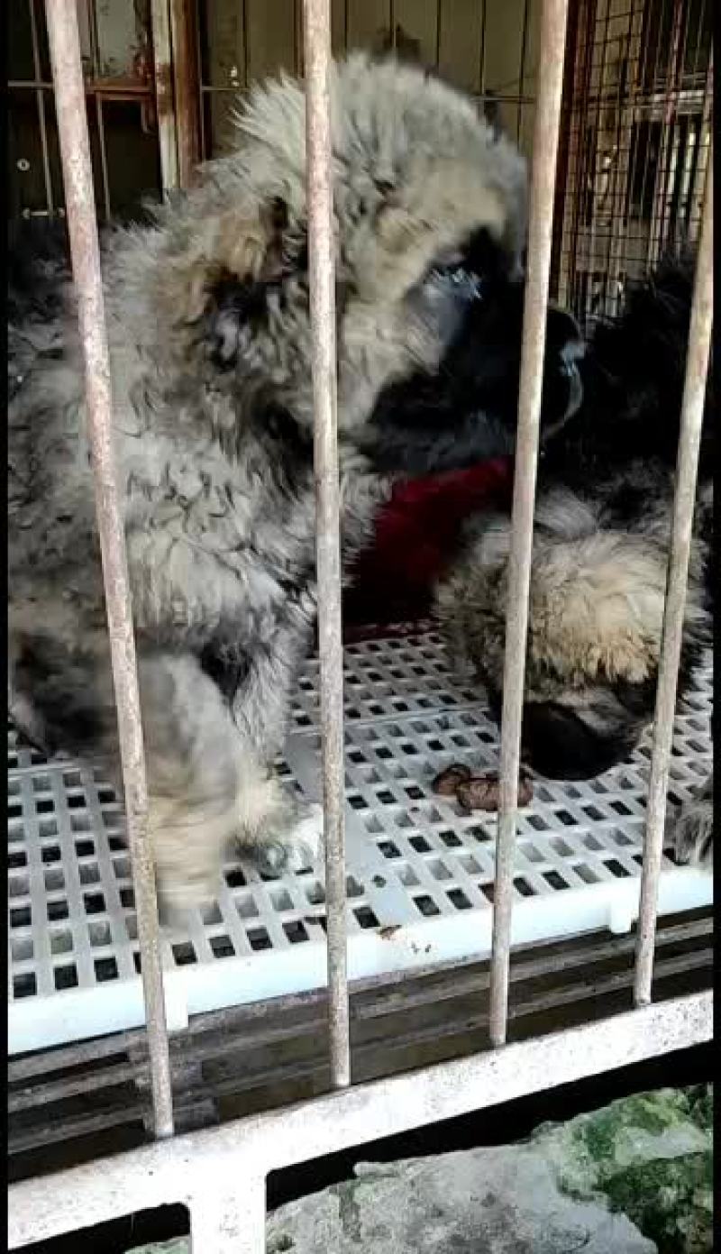 高加索护卫犬活体幼犬大型疫苗齐全高加索幼犬健康包邮