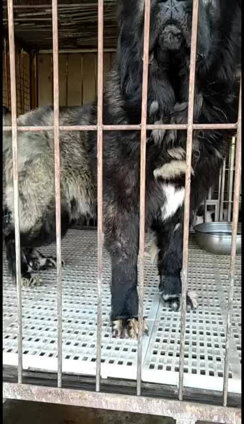 高加索护卫犬活体幼犬大型疫苗齐全高加索幼犬健康包邮