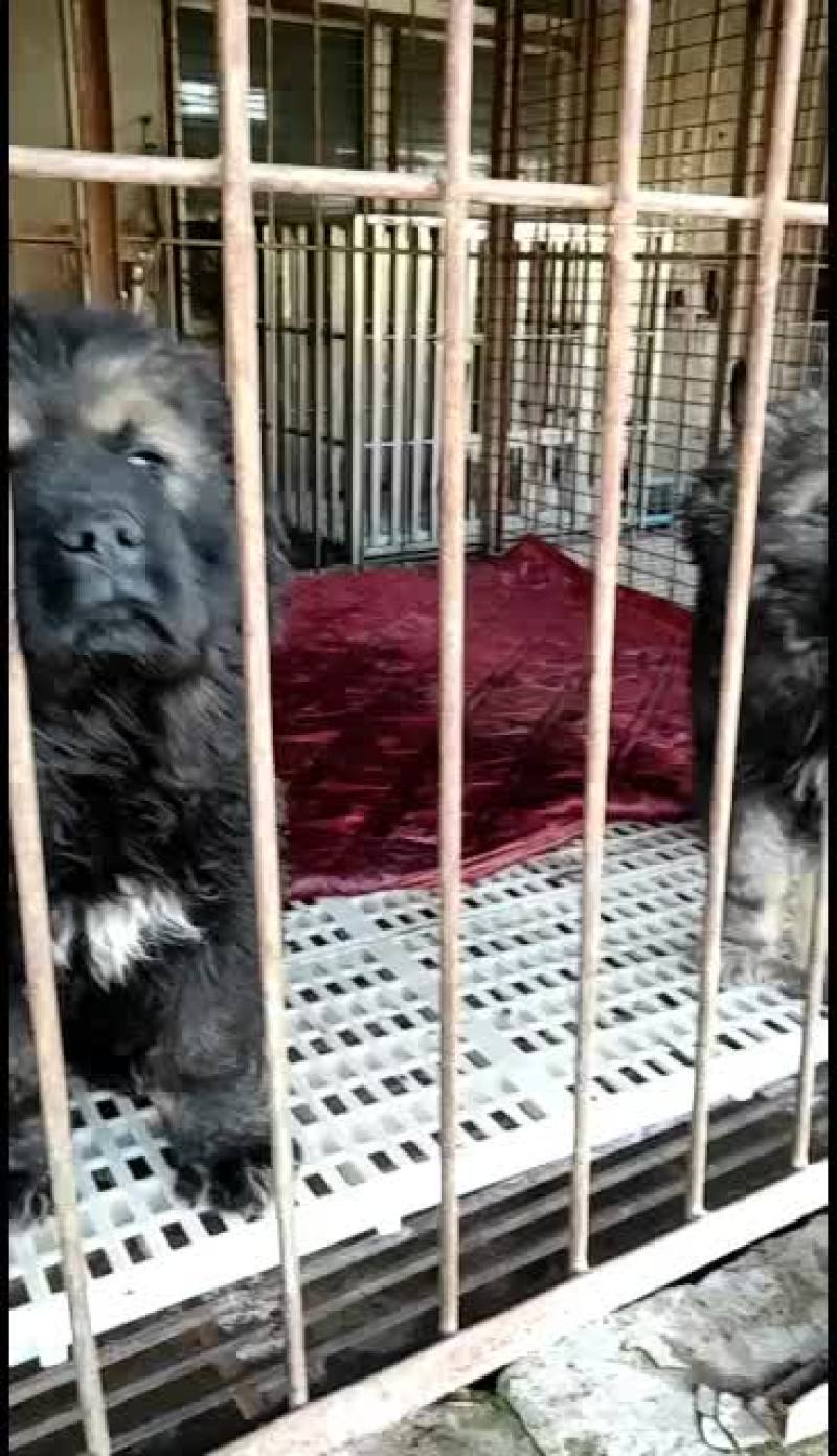 高加索护卫犬活体幼犬大型疫苗齐全高加索幼犬健康包邮