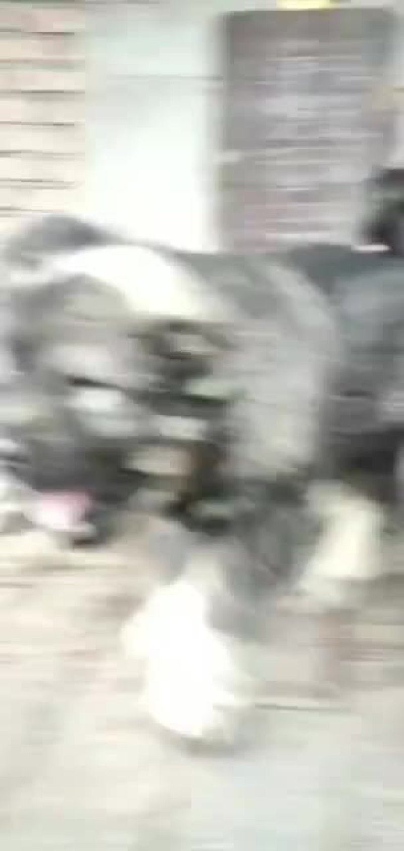 高加索护卫犬活体幼犬大型疫苗齐全高加索幼犬健康包邮